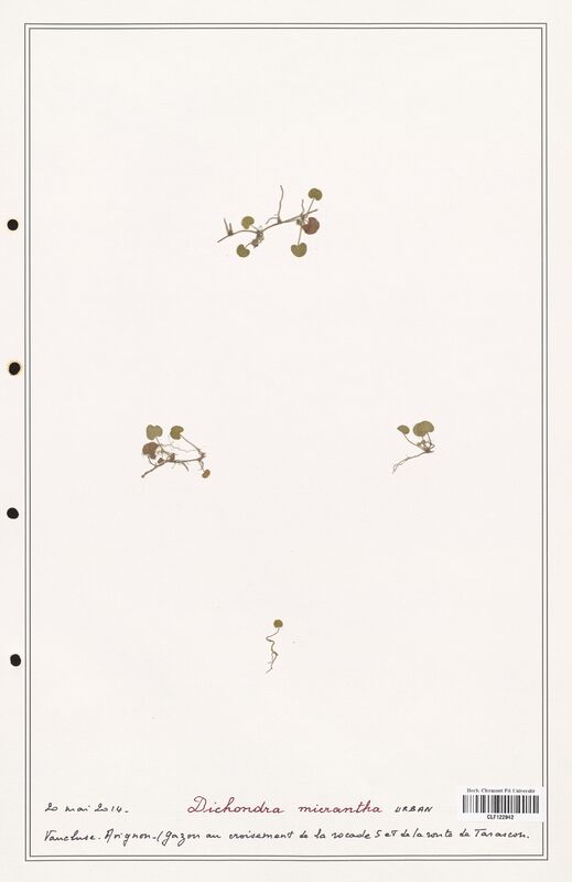 Dichondra micrantha  (Convolvulaceae)