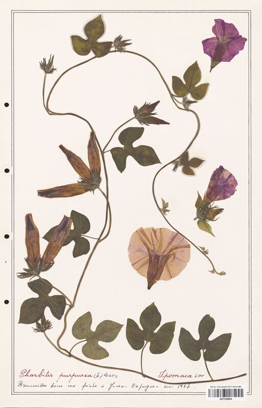 Pharbitis purpurea  (Convolvulaceae)