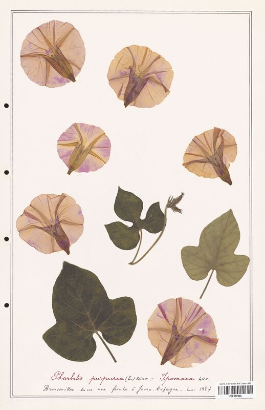 Pharbitis purpurea  (Convolvulaceae)