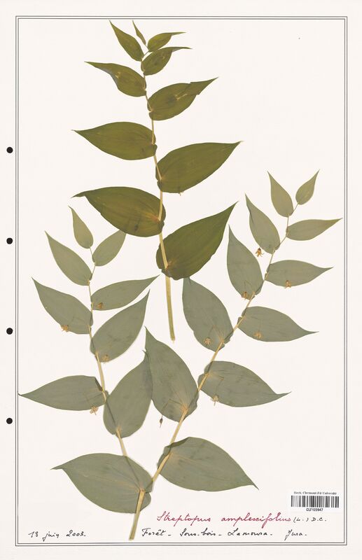 Streptopus amplexifolius  (Convolvulaceae)