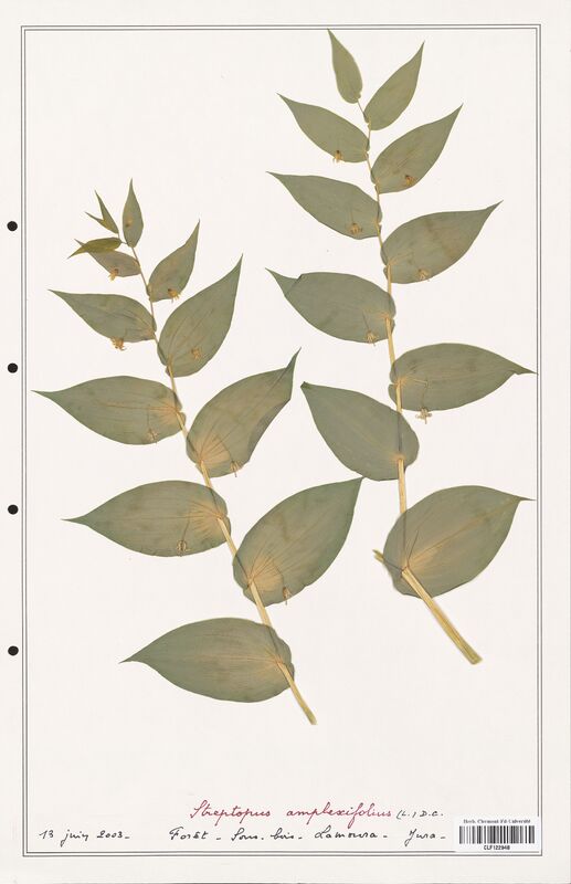 Streptopus amplexifolius  (Convolvulaceae)
