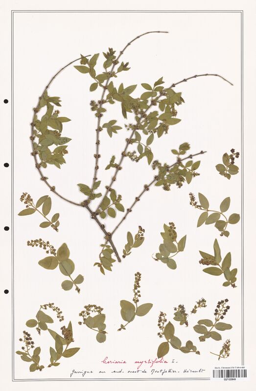 Coriaria myrtifolia  (Convolvulaceae)