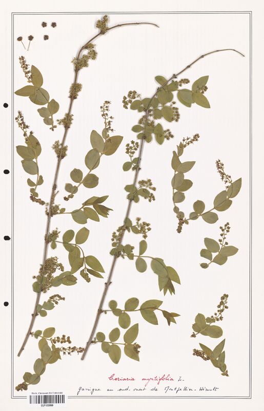 Coriaria myrtifolia  (Convolvulaceae)