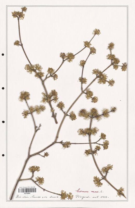 Cornus mas  (Convolvulaceae)