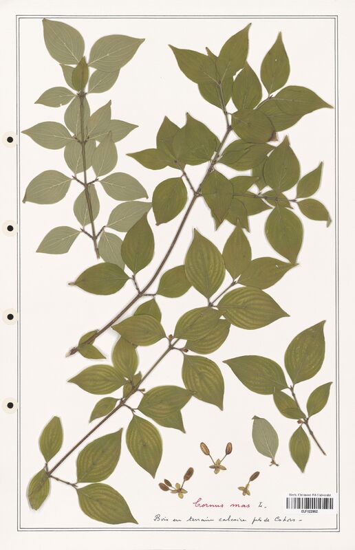 Cornus mas  (Convolvulaceae)