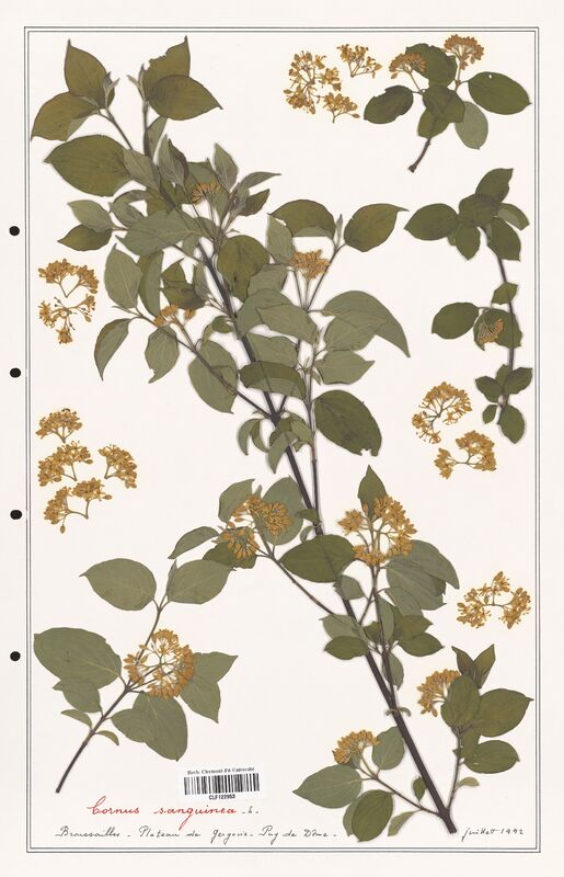 Cornus sanguina  (Convolvulaceae)