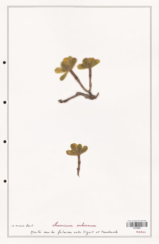 Aeonium arboreum  (Crassulaceae)