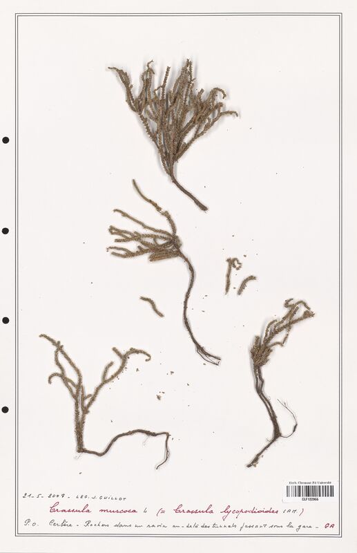 Crassula muscosa  (Crassulaceae)