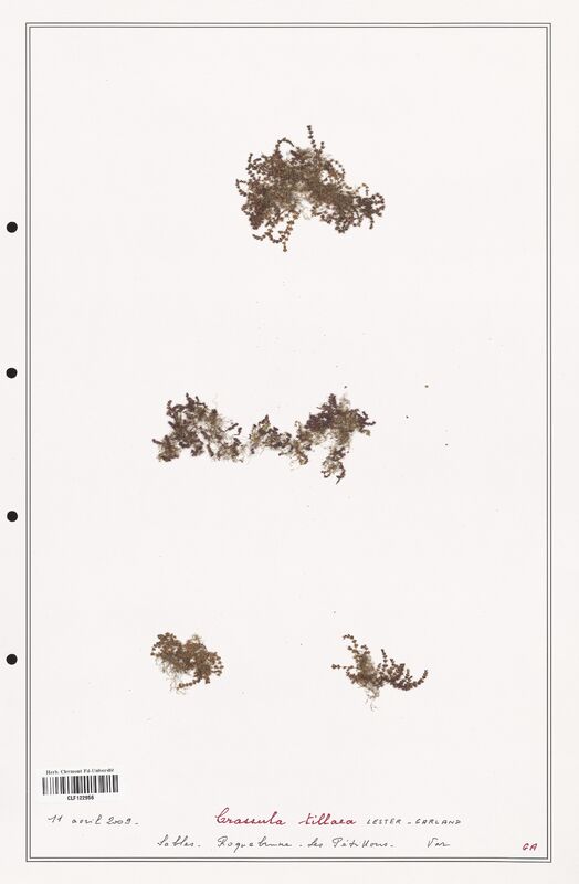 Crassula tillara  (Crassulaceae)