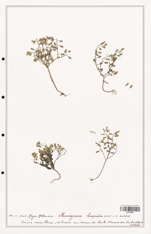 Mucizonia hispida  (Crassulaceae)