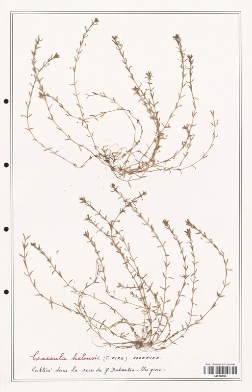 Crassula helmsii  (Crassulaceae)