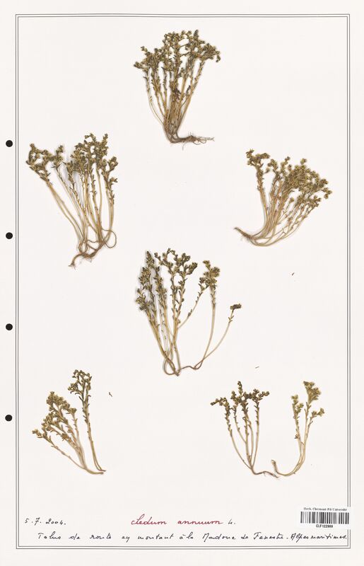 Sedum annum  (Crassulaceae)