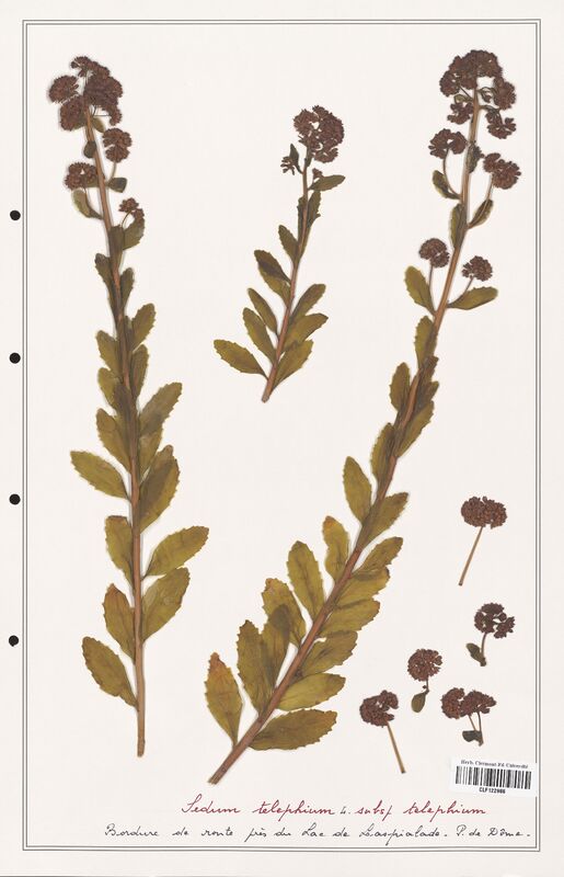Sedum telephium  (Crassulaceae)