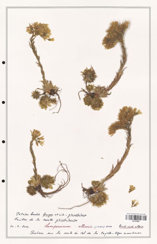 Sempervivum allionii  (Crassulaceae)