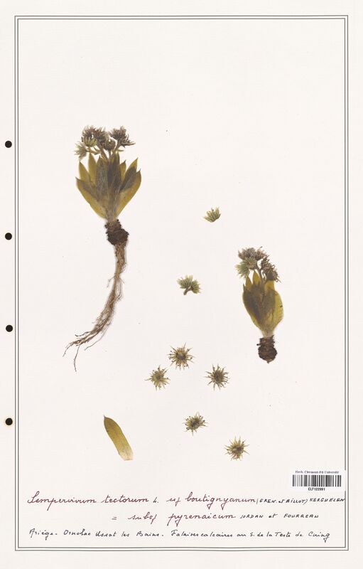 Sempervivum tectorum  (Crassulaceae)