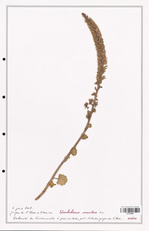 Umbilicus erectus  (Crassulaceae)