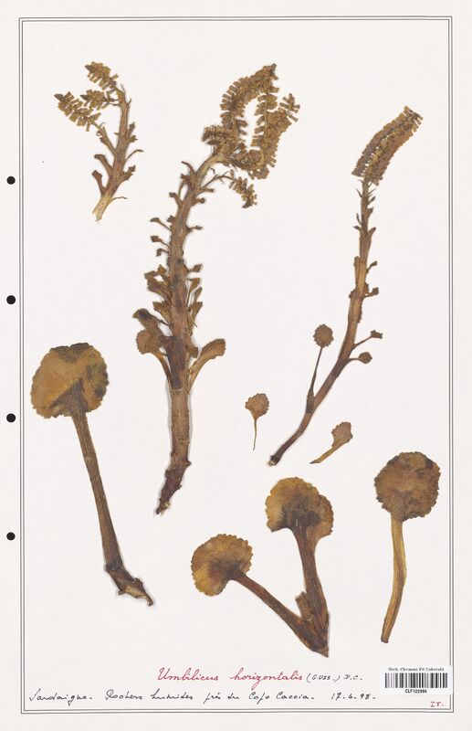 Umbilicus horizontalis  (Crassulaceae)