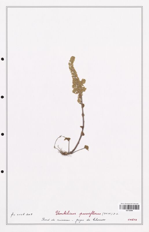 Umbilicus parviflorus  (Crassulaceae)