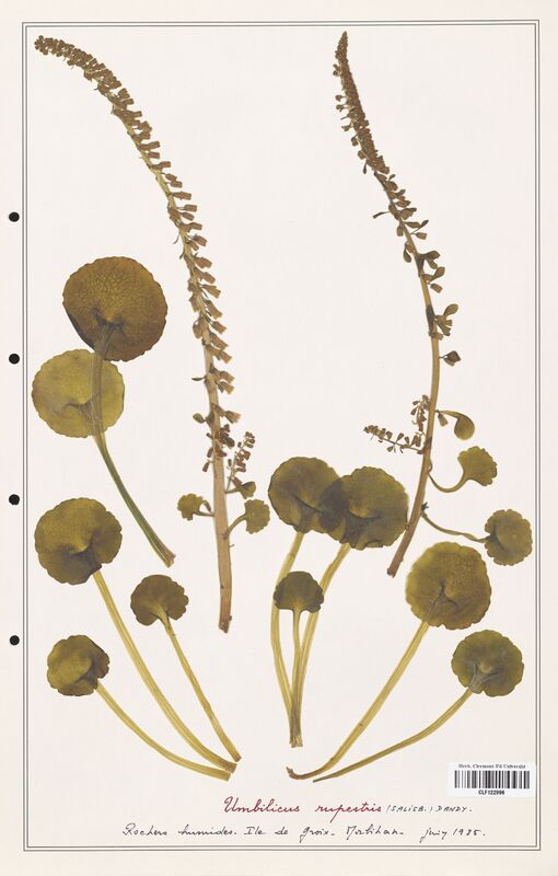 Umbilicus rupestris  (Crassulaceae)