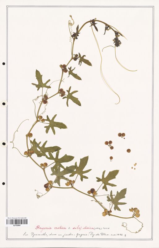 Bryonia cretica  (Cucurbitaceae)