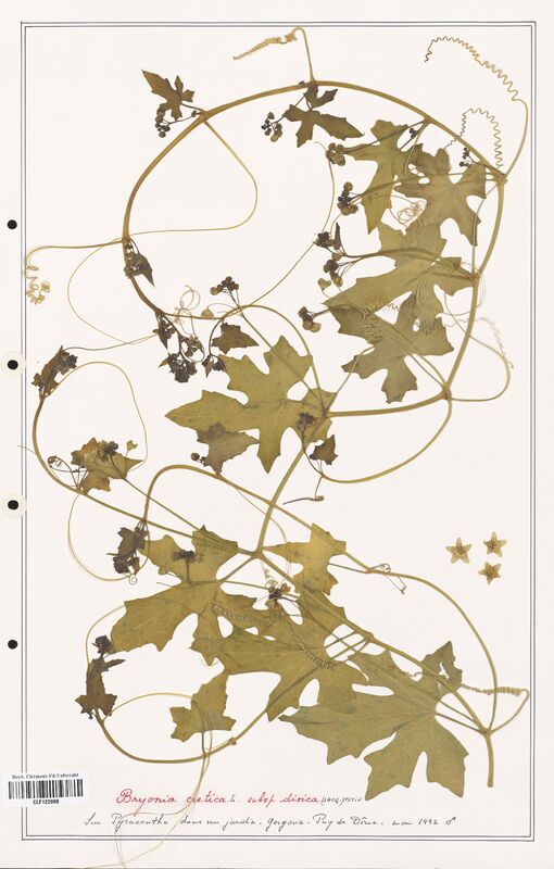 Bryonia cretica  (Cucurbitaceae)