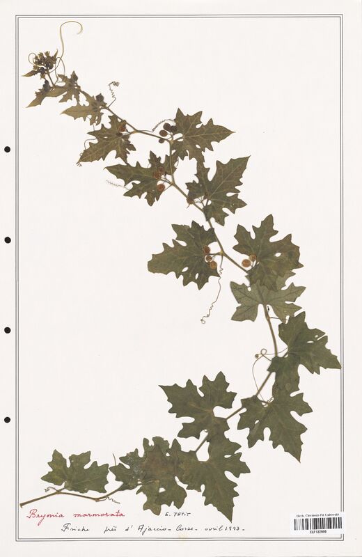 Bryonia marmorarta  (Cucurbitaceae)