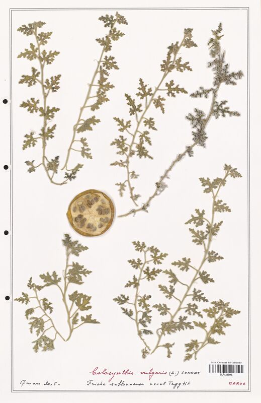 Colocynthis vulgaris  (Cucurbitaceae)