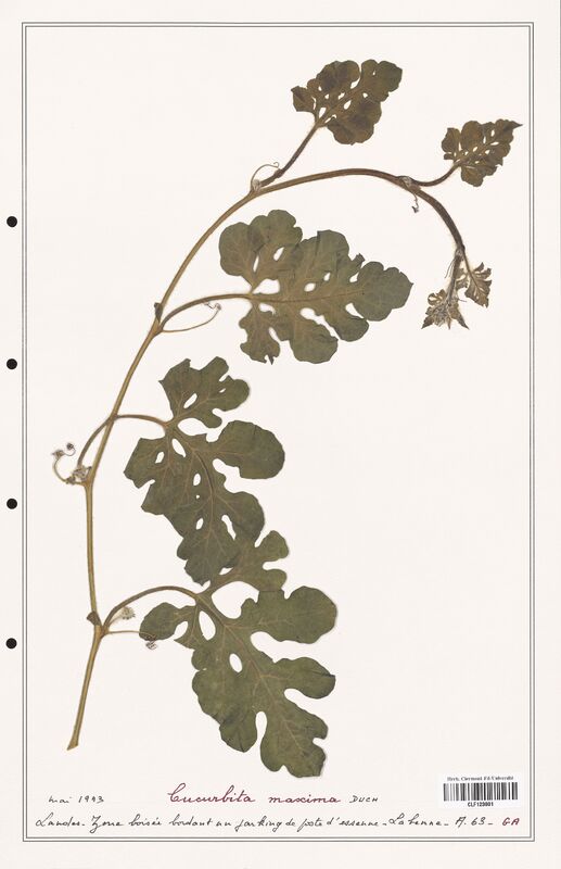 Cucurbita maxima  (Cucurbitaceae)