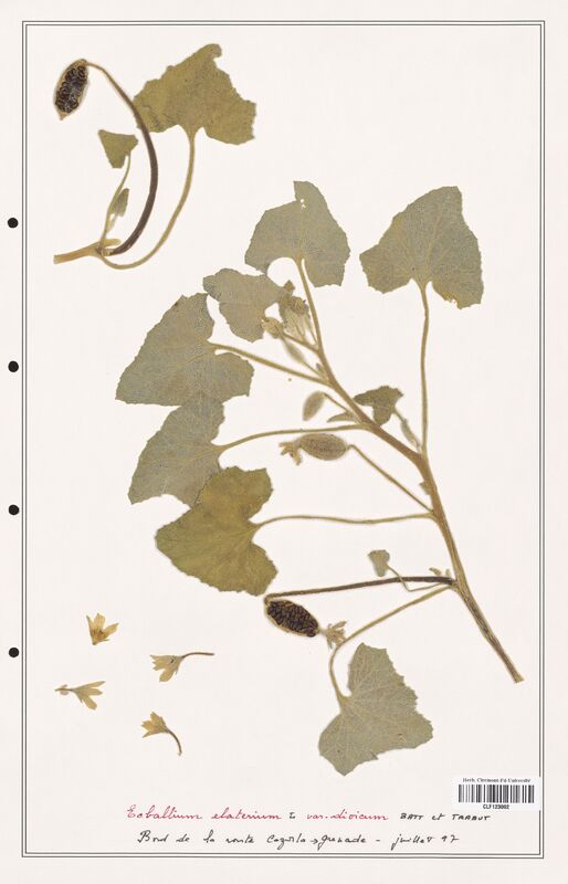 Echallium elaterium  (Cucurbitaceae)