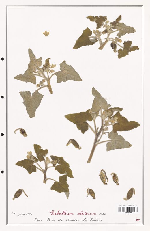 Echallium elaterium  (Cucurbitaceae)