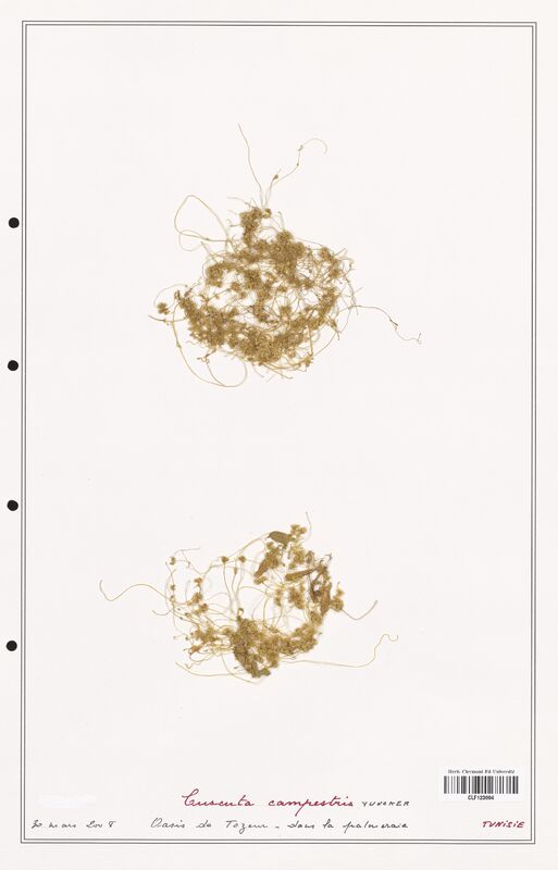Cuscuta campestris  (Convolvulaceae)