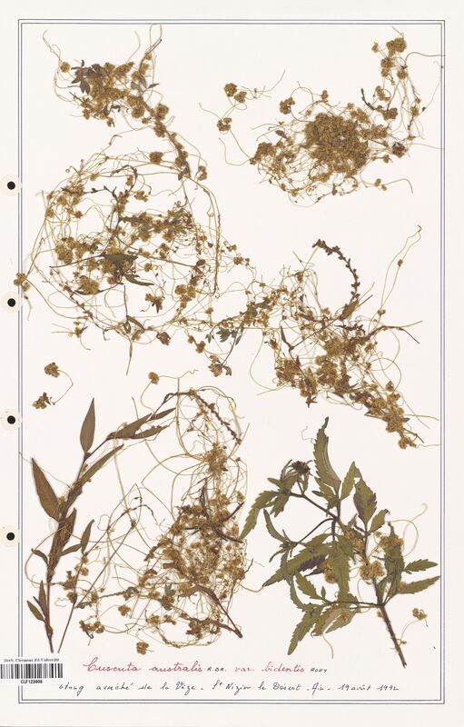 Cuscuta australis  (Convolvulaceae)