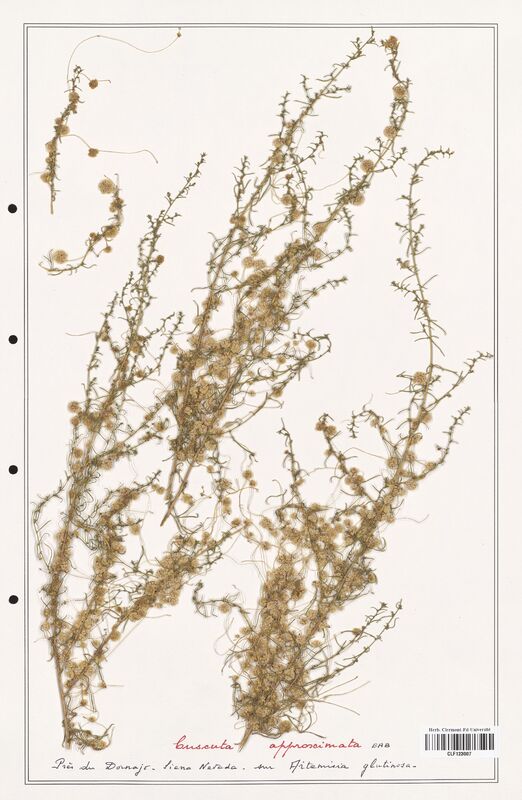 Cuscuta approximata  (Convolvulaceae)