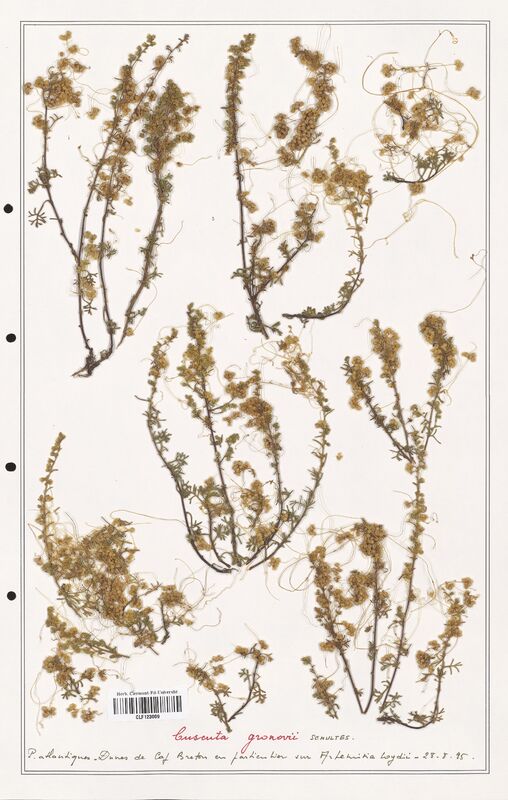 Cuscuta gronovii  (Convolvulaceae)