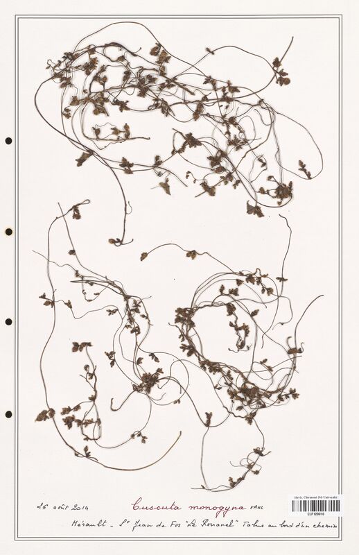 Cuscuta monogyna  (Convolvulaceae)