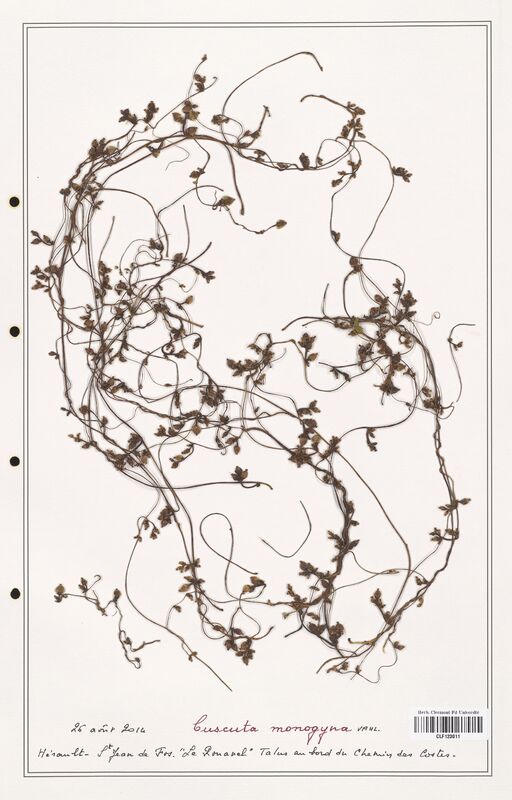 Cuscuta monogyna  (Convolvulaceae)