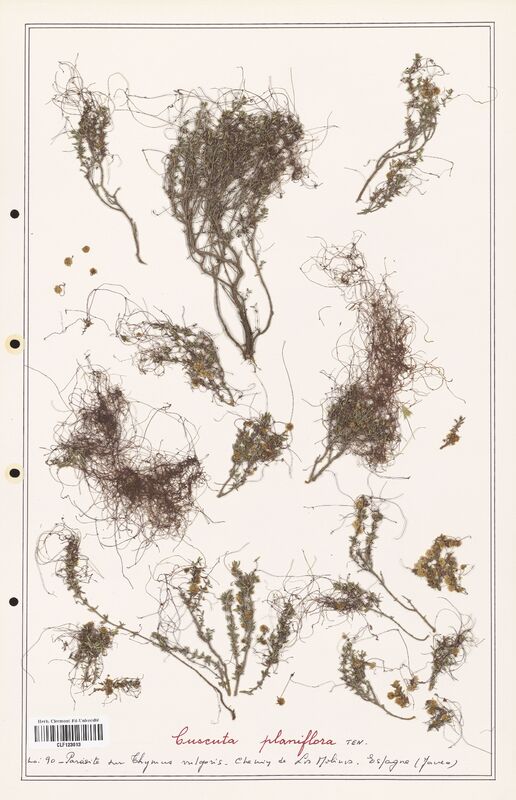 Cuscuta planiflora  (Convolvulaceae)