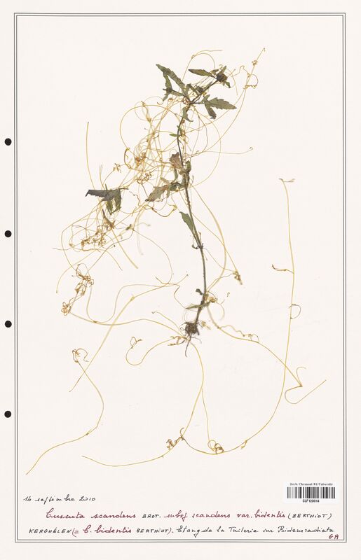 Cuscuta scandens  (Convolvulaceae)