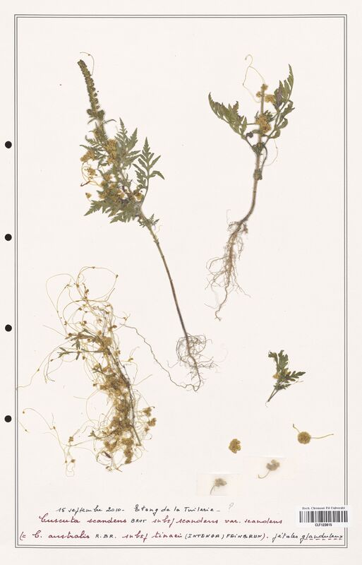 Cuscuta scandens  (Convolvulaceae)