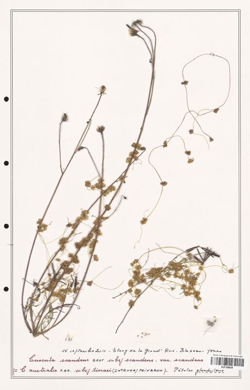 Cuscuta scandens  (Convolvulaceae)