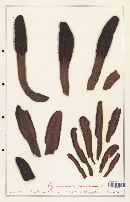 Cynomorium coccineum  (Cynomoriaceae)