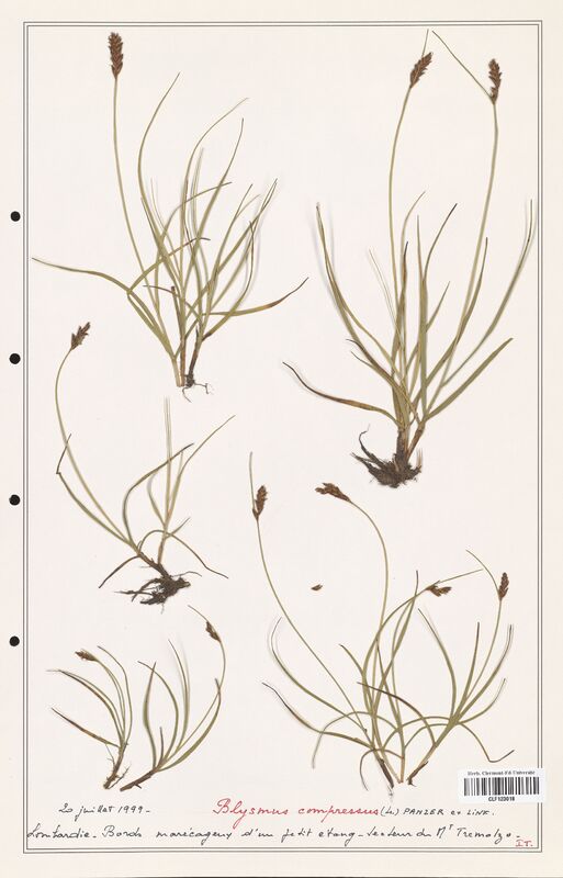 Blysmus compressus  (Cyperaceae)