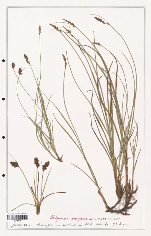 Blysmus compressus  (Cyperaceae)