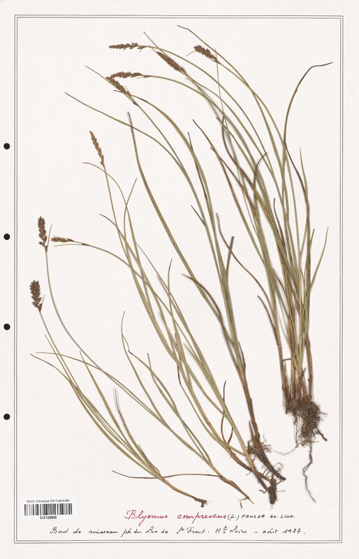 Blysmus compressus  (Cyperaceae)