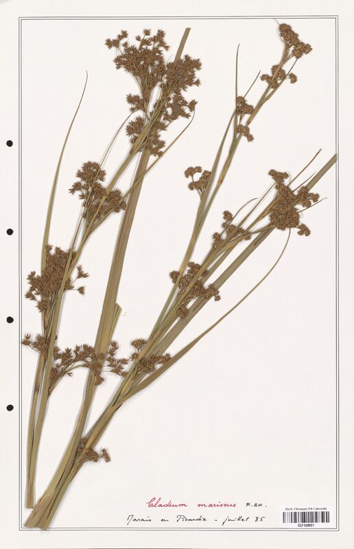 Cladium mariscus  (Cyperaceae)