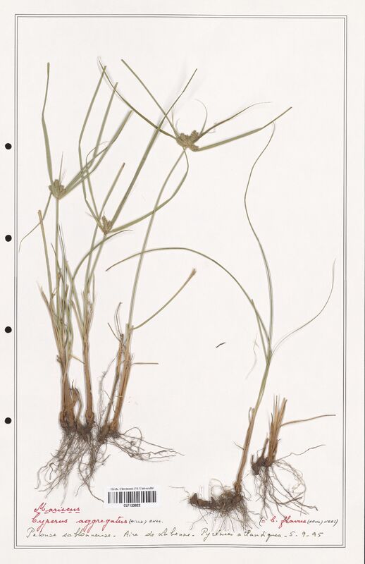 Cyperus aggregatus  (Cyperaceae)