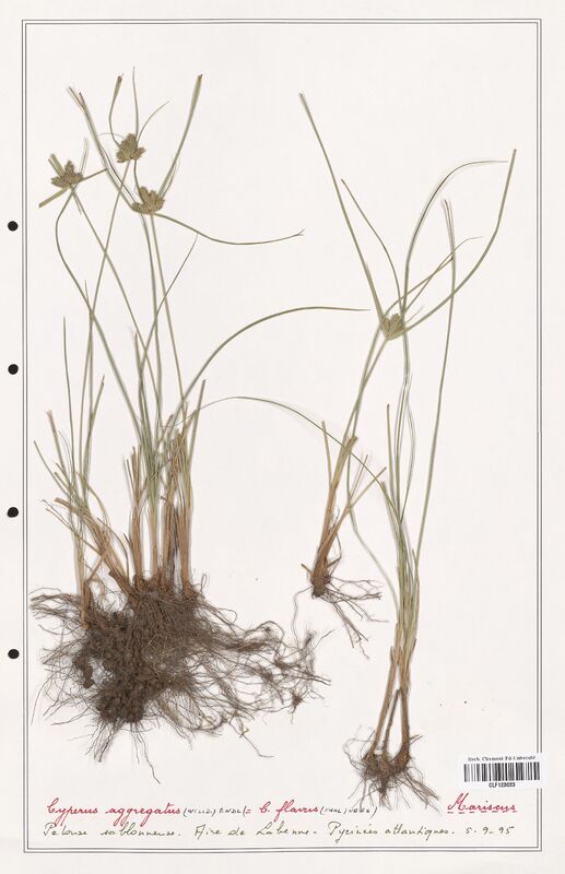 Cyperus aggregatus  (Cyperaceae)