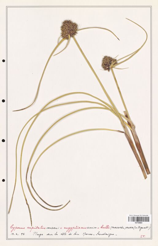 Cyperus capitatus  (Cyperaceae)