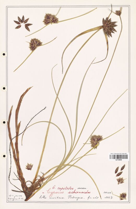 Cyperus capitatus  (Cyperaceae)