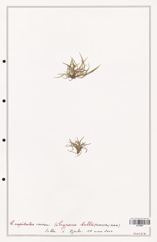 Cyperus capitatus  (Cyperaceae)